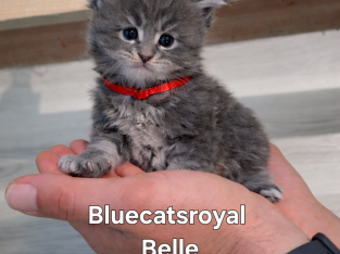 Bluecatsroyal Belle