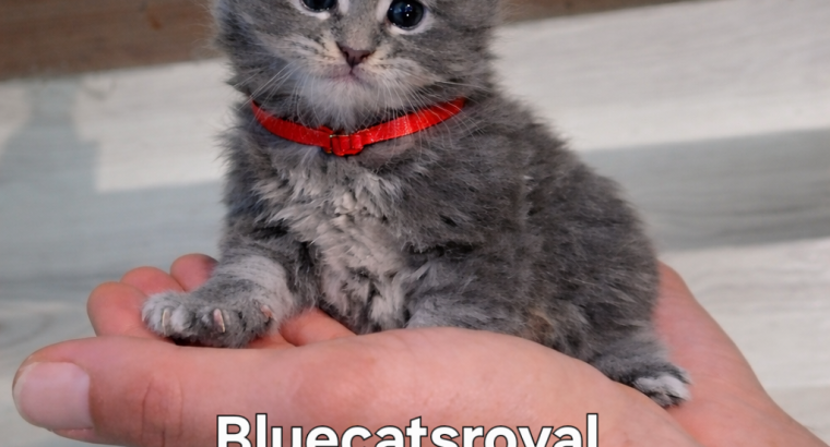 Bluecatsroyal Belle