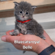 Bluecatsroyal Belle