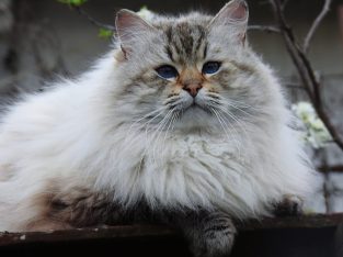 Szibériai neva ex-kandúr