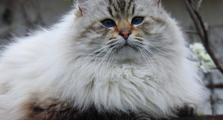 Szibériai neva ex-kandúr