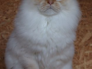 szibériai vörös neva ex-kandúr