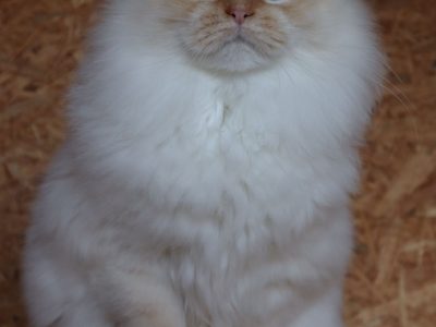 szibériai vörös neva ex-kandúr