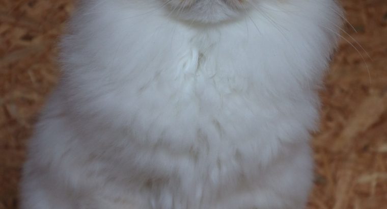 szibériai vörös neva ex-kandúr