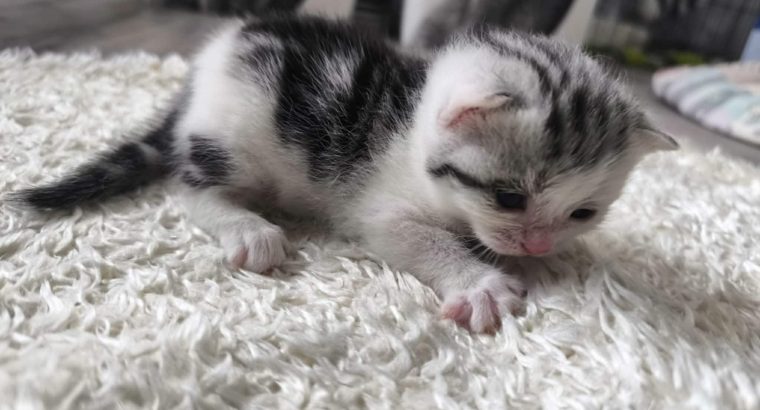 Cisga mintás hableány