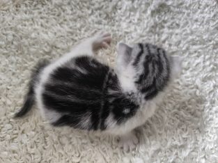 Cisga mintás hableány