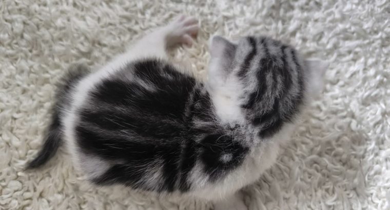 Cisga mintás hableány