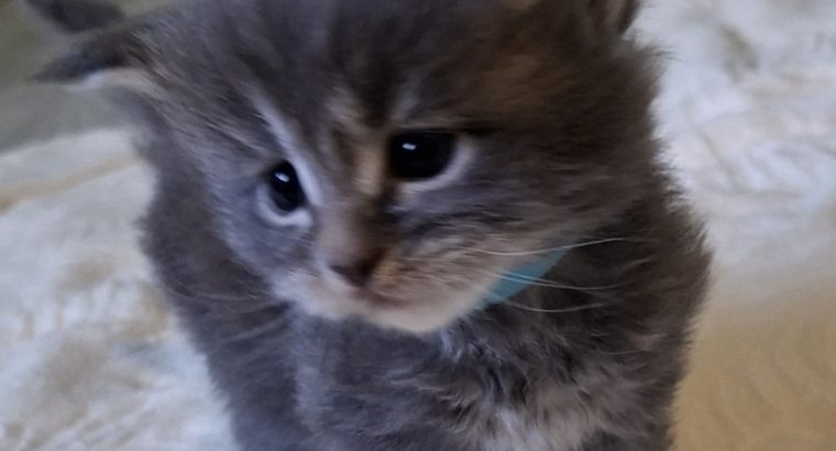 Bluecatsroyal Bandita