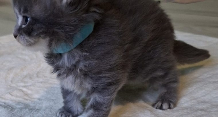 Bluecatsroyal Bandita