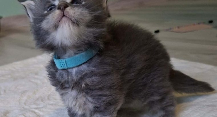 Bluecatsroyal Bandita