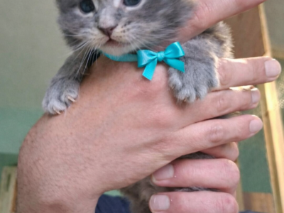 Bluecatsroyal Bandita