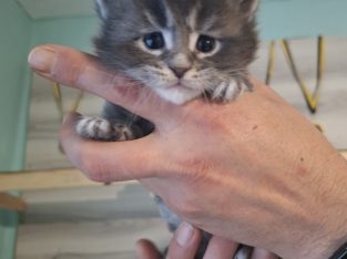 Bluecatsroyal Bailey’s