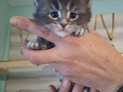 Bluecatsroyal Bailey’s