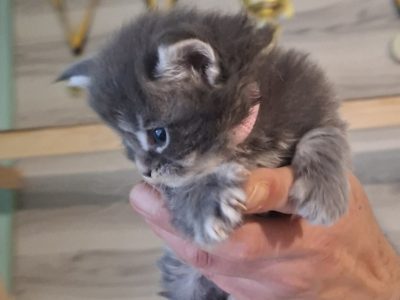 Bluecatsroyal Bailey’s