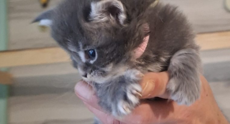 Bluecatsroyal Bailey’s