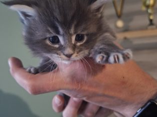 Bluecatsroyal Bailey’s