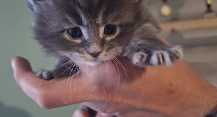 Bluecatsroyal Bailey’s