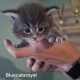 Bluecatsroyal Bailey’s