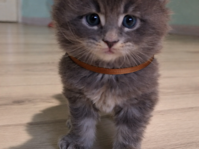 Bluecatsroyal Brendon