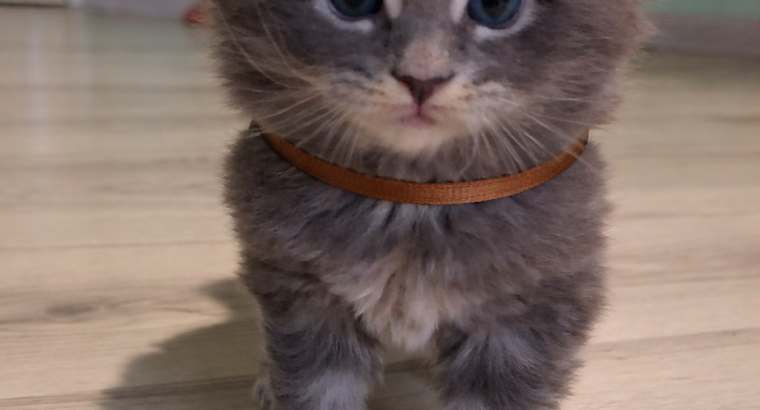 Bluecatsroyal Brendon