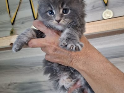 Bluecatsroyal Brendon