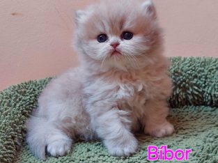 Kék arany árnyalt brit cuki kislány