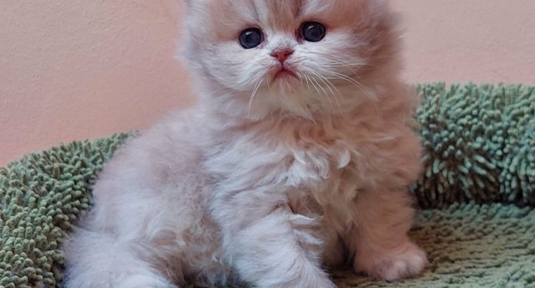 Kék arany árnyalt brit cuki kislány