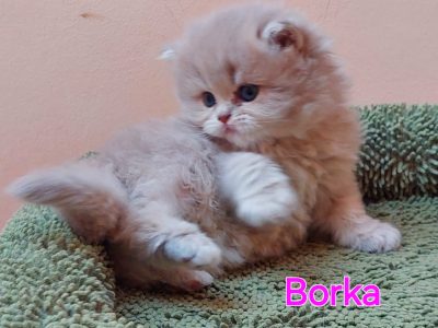 Kék arany árnyalt kislány