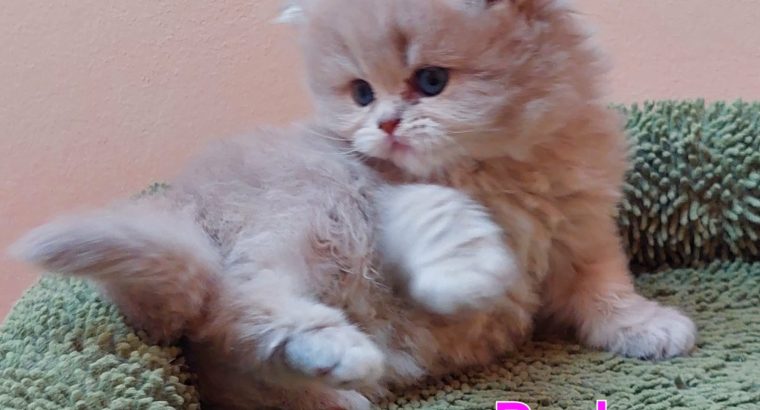 Kék arany árnyalt kislány