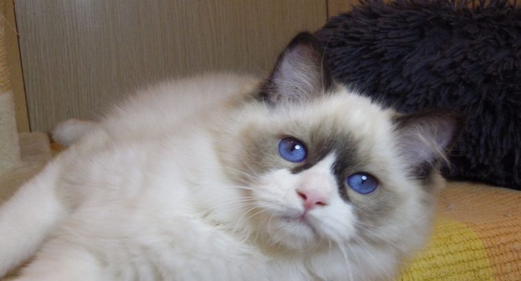 Peggy Ragdoll lány😍😍💖💖