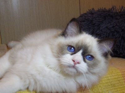 Peggy Ragdoll lány😍😍💖💖