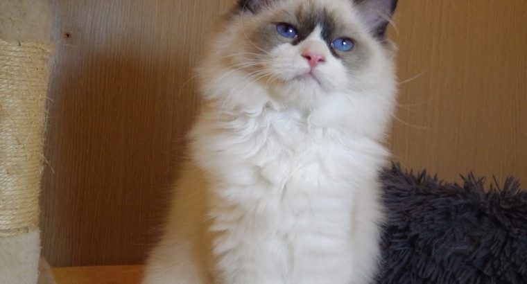 Peggy Ragdoll lány😍😍💖💖