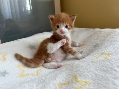 Moonlight Vardan kék szemű 😻