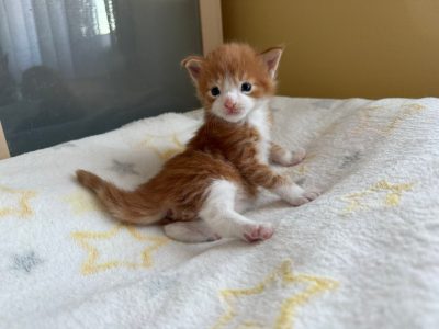 Moonlight Vardan kék szemű 😻