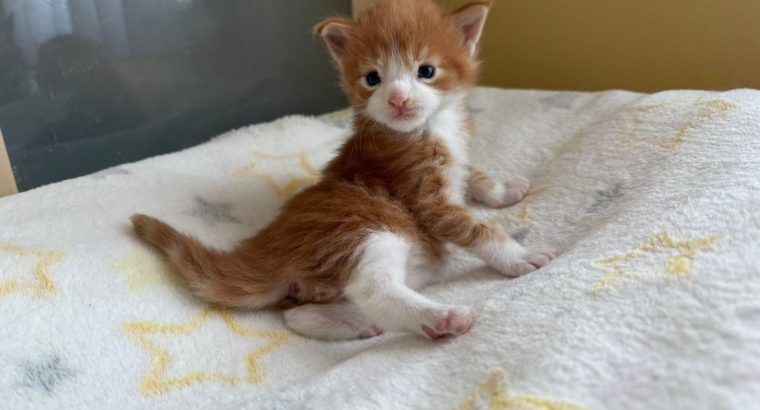 Moonlight Vardan kék szemű 😻