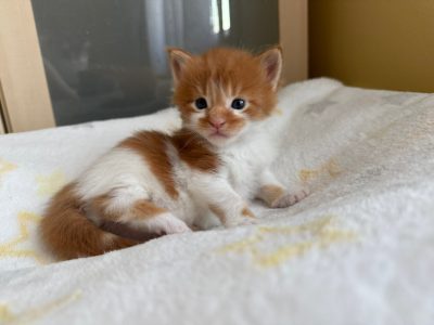 Moonlight Valiant szépség 🥰