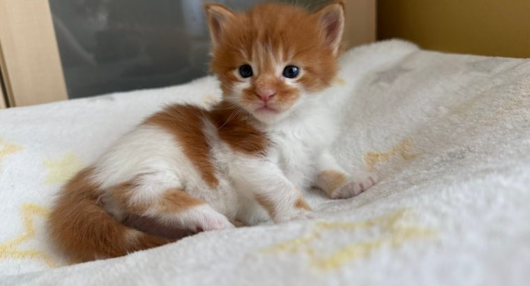 Moonlight Valiant szépség 🥰