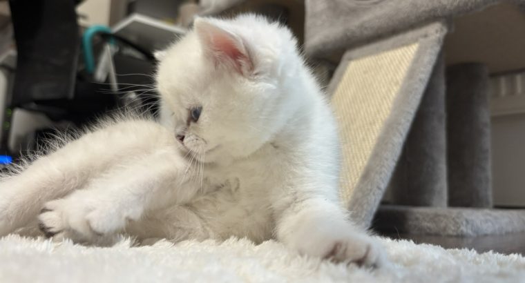 Tündéri kedves brit kiscica