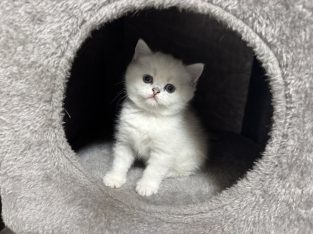 Tündéri kedves brit kiscica