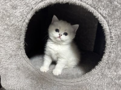 Tündéri kedves brit kiscica