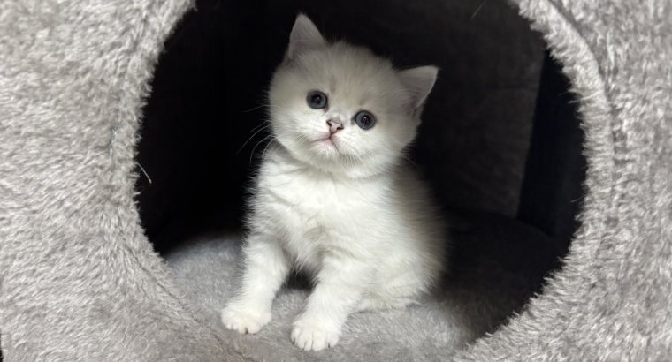 Tündéri kedves brit kiscica