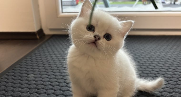 Tündéri kedves brit kiscica