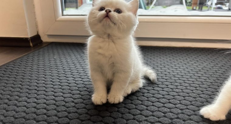 Tündéri kedves brit kiscica