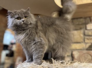 Brit hosszúszőrű kislány