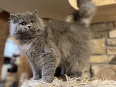 Brit hosszúszőrű kislány