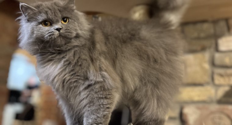 Brit hosszúszőrű kislány