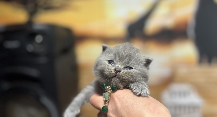 Brit rövidszőrű kislányok