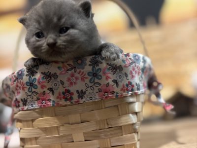 Brit rövidszőrű kislányok