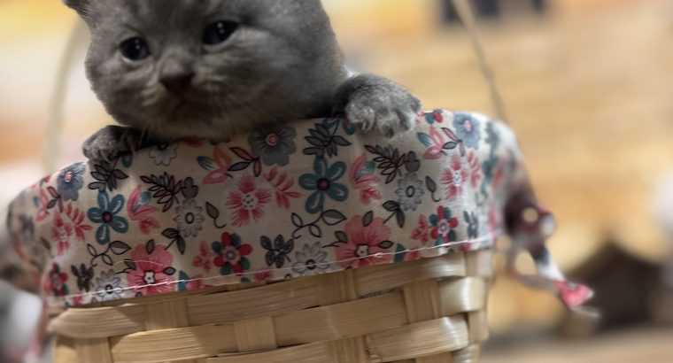 Brit rövidszőrű kislányok