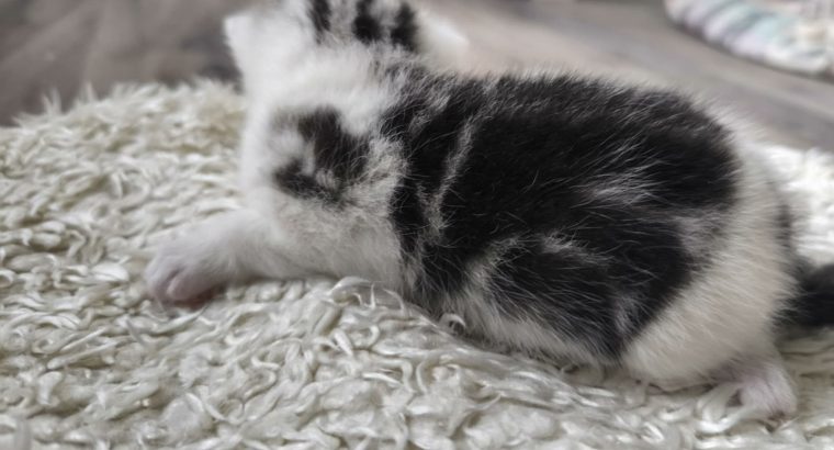 Cisga mintás hableány